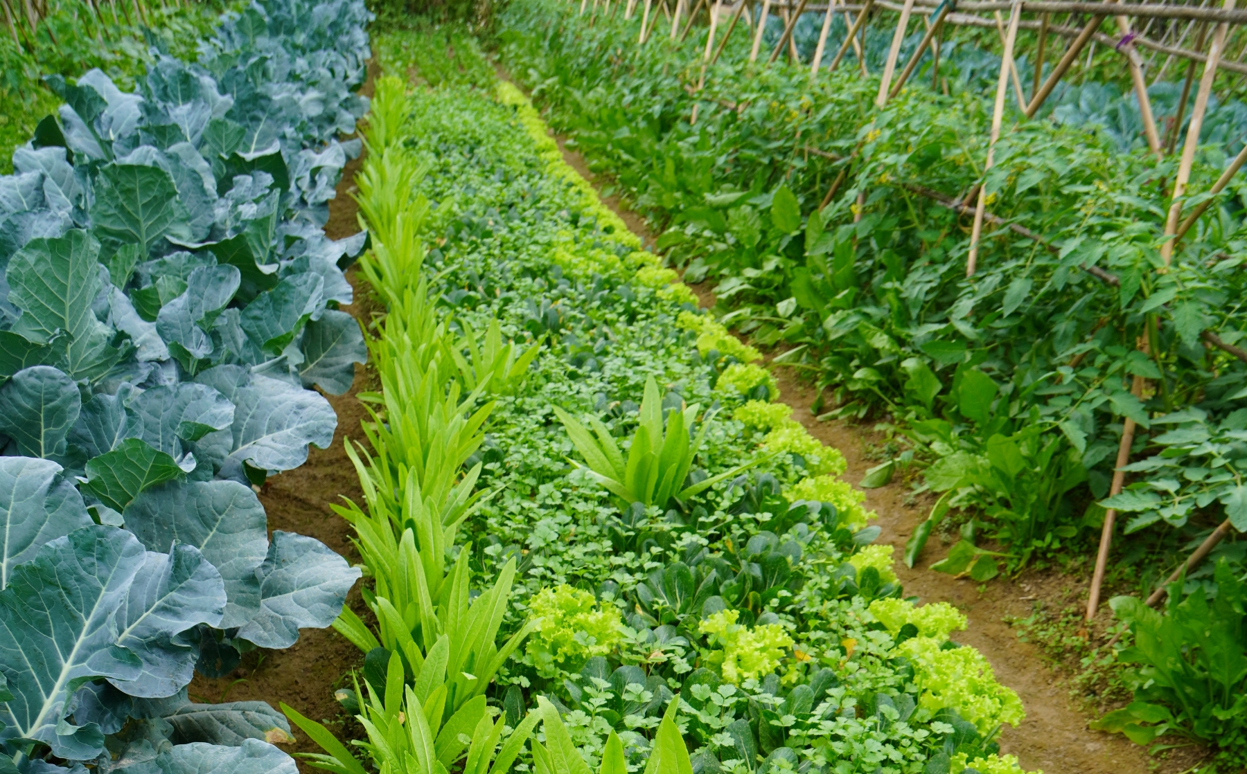 List of PGS organic producer groups in Luong Son Inter-group.24.08.2012