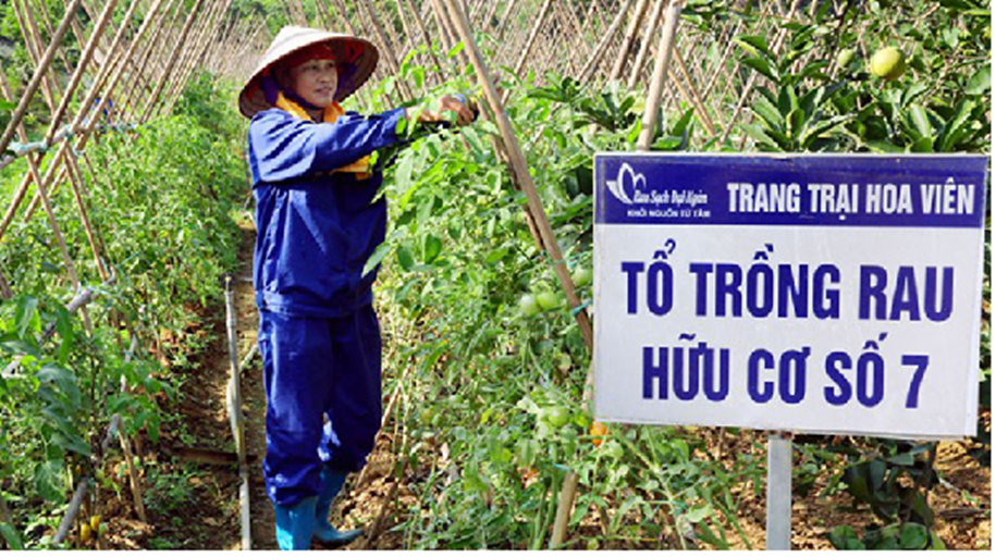 Effectiveness of safe and organic vegetable production