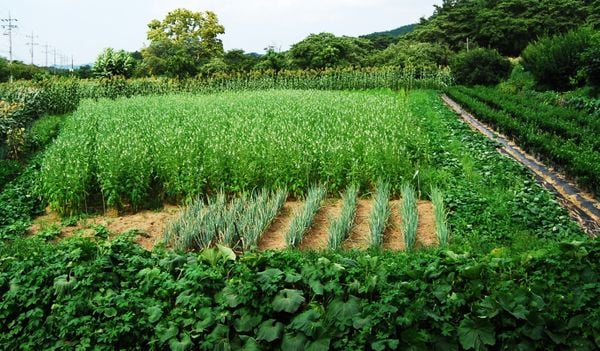 Natural plant protection methods
