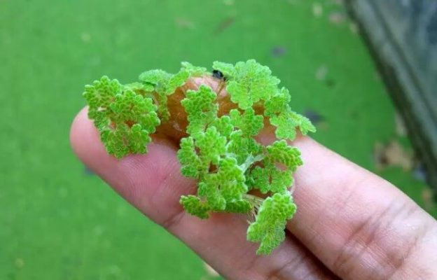 The role and applications of azolla in organic agriculture