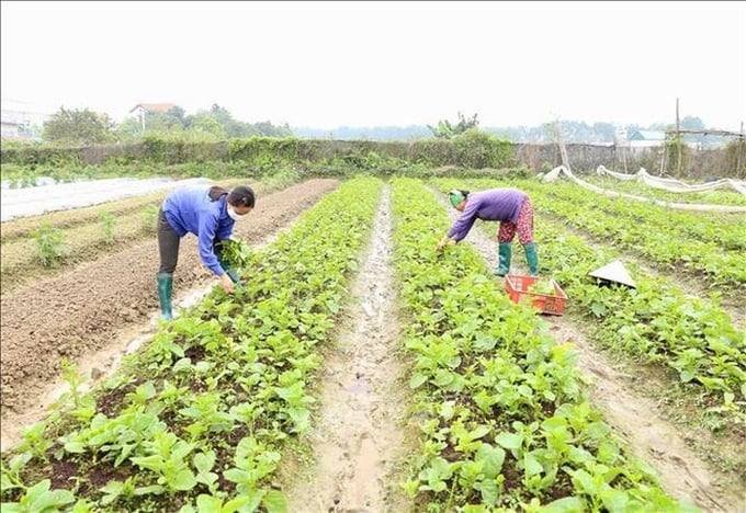 A curiosity in organic vegetables: Farmers regard inspectors and controllers as "treasures"