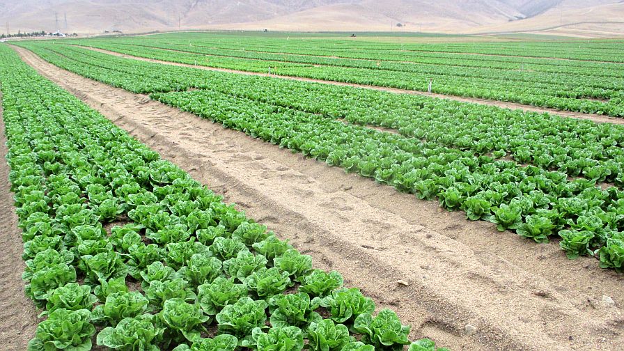 Organic Vegetable Production Process
