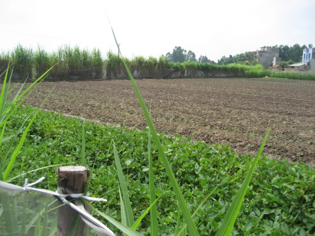 Selecting production sites and establishing buffer zones