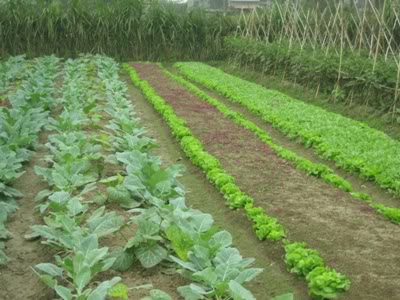 Planting, care, and pest management