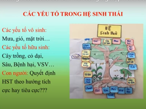 Basic Knowledge of Organic Agriculture – Meritorious Teacher Dr. Tran Thi Thanh Binh (Part 1)