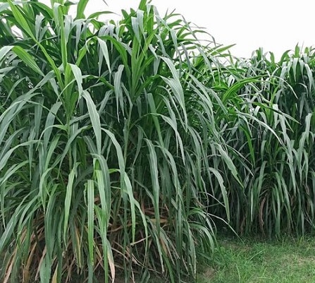 Some ground cover crops