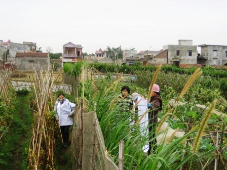 Differences between organic and safe vegetable production methods
