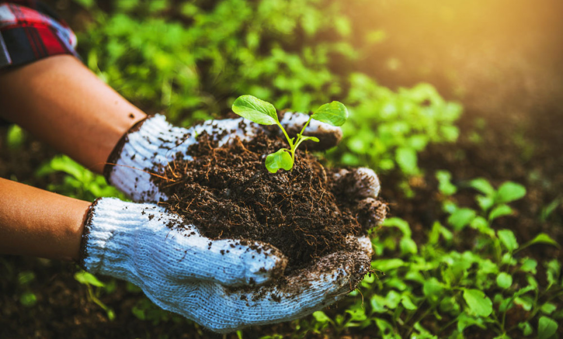 Organic Agriculture