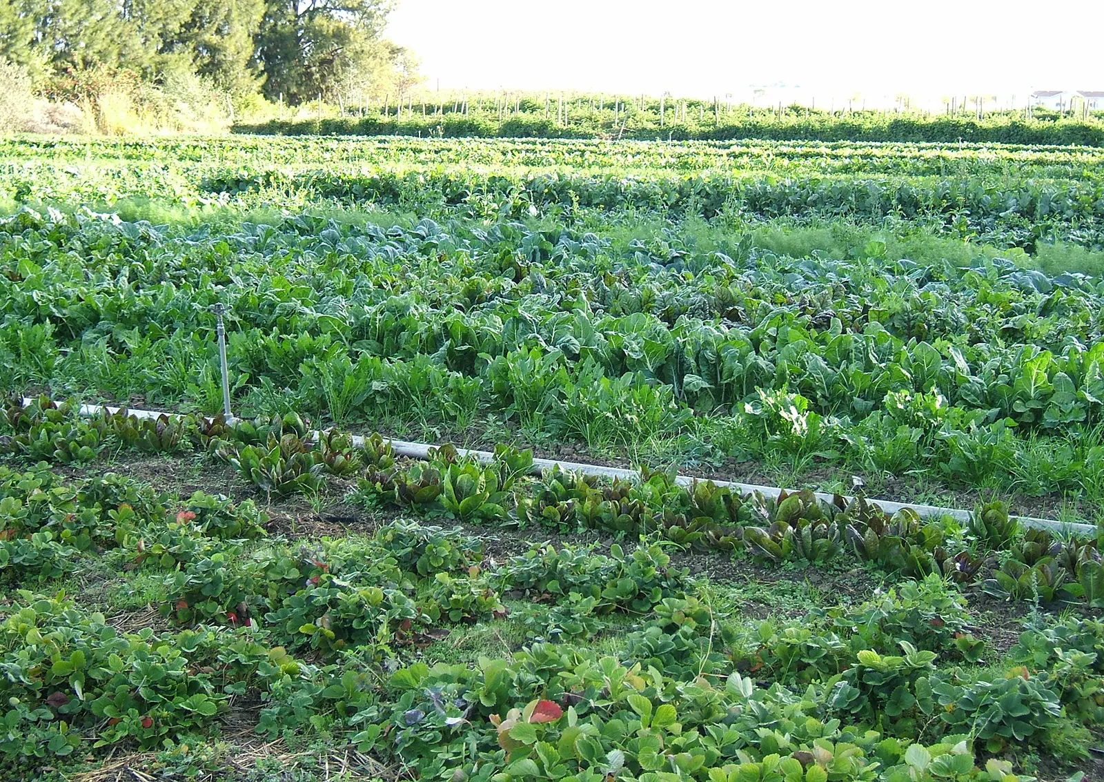 Organic Agriculture Newsletter - April 2023