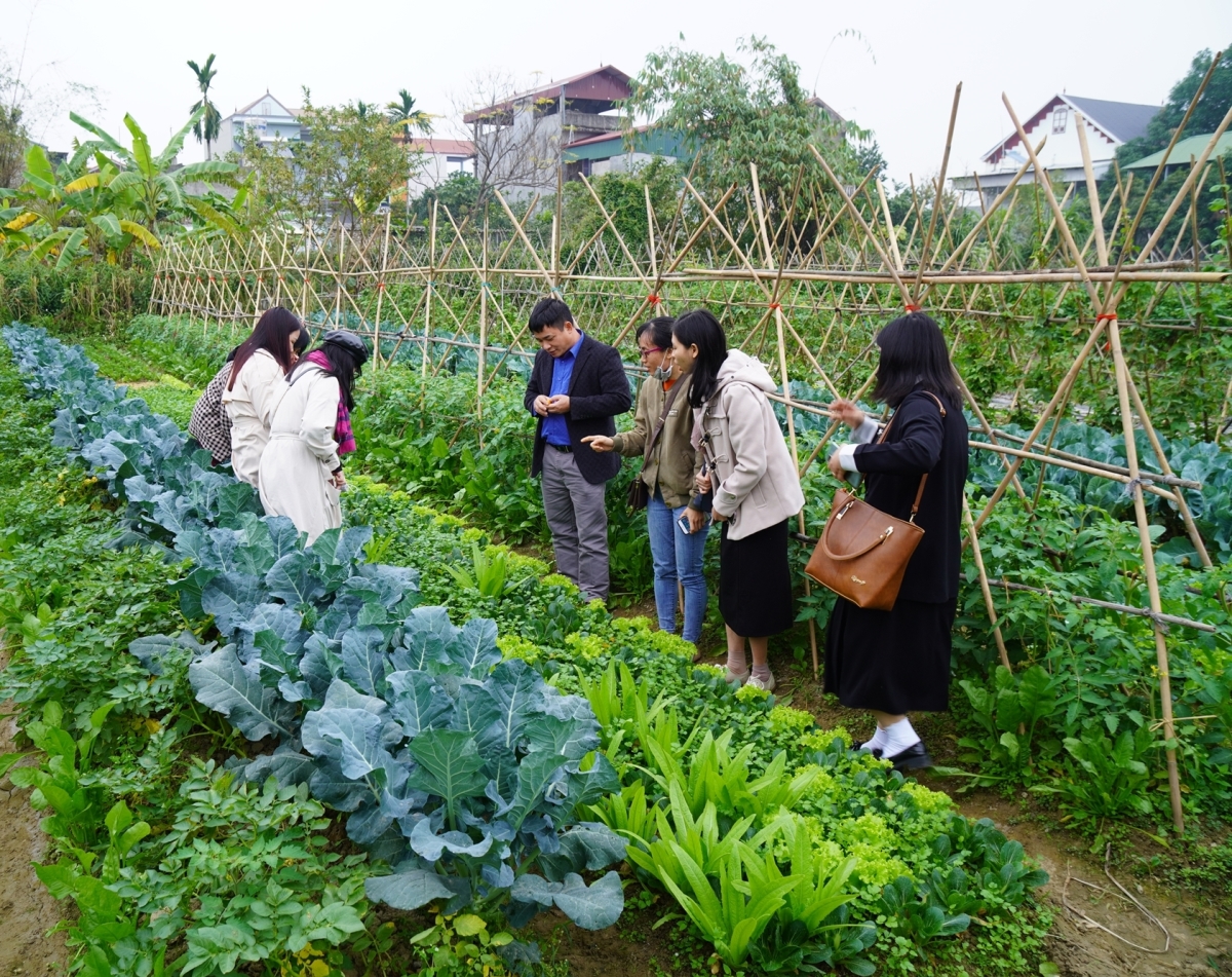 PGS organic products from Vietnamese producer groups