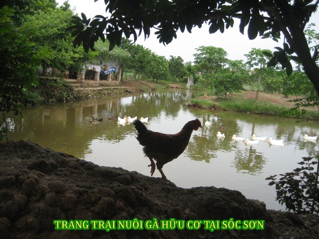 Organic Production — Photo 5 — PGS Vietnam