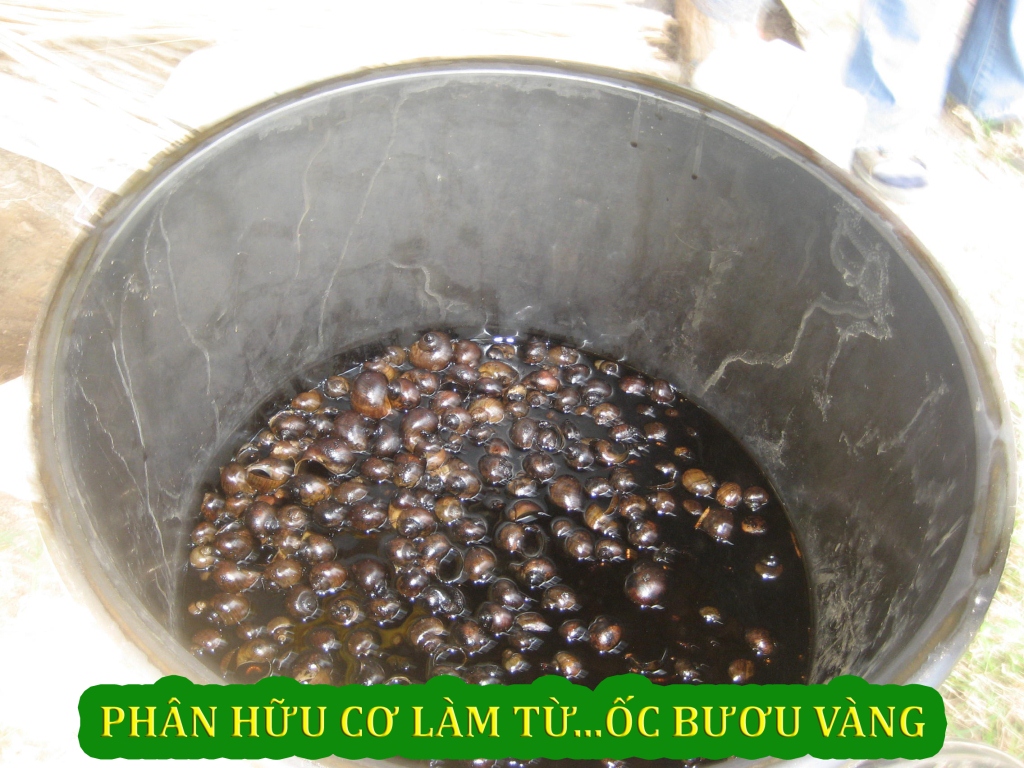 Organic Production — Photo 6 — PGS Vietnam