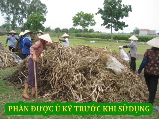 Organic Production — Photo 8 — PGS Vietnam