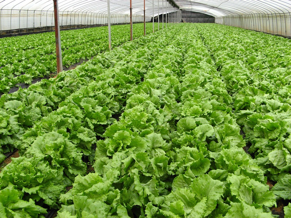 VOAA – Organic Agriculture Newsletter April 2022