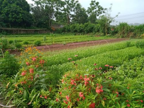 List of addresses selling PGS organic vegetables