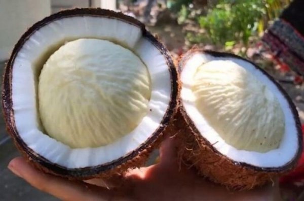 Coconut coir, shells, and sprouts: The coconut's little-known "treasures"