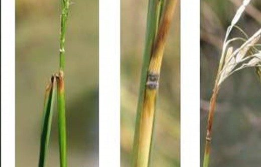 Knowledge on controlling rice blast disease