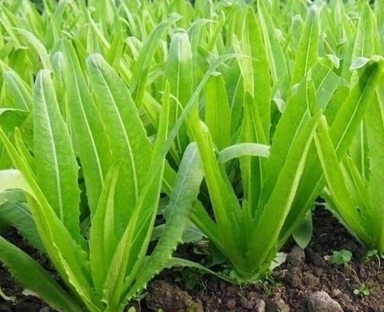 Vegetable with twice the calcium of milk: Eating it raw or cooked helps strengthen bones