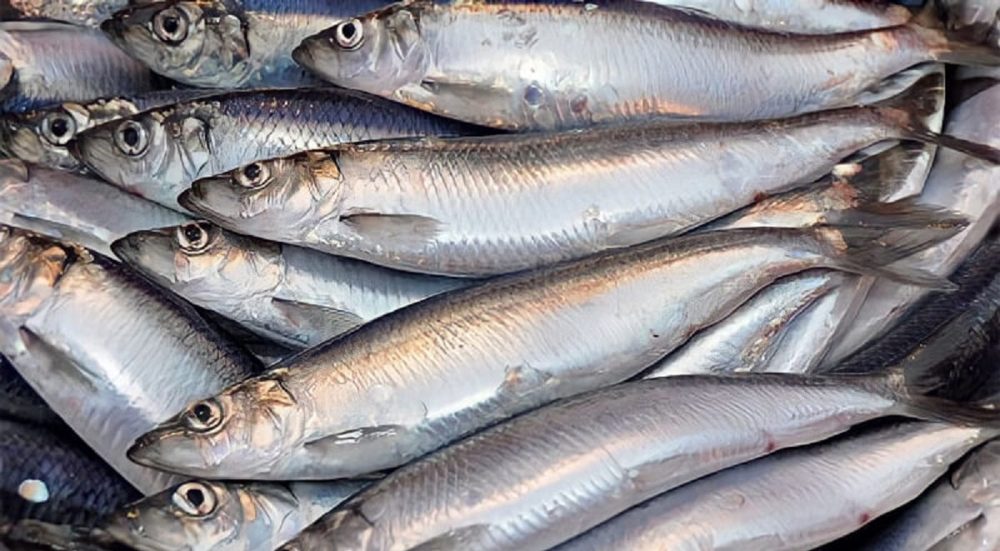 US expert praises the "world's best" fish, turns out it's available in every local market in Vietnam