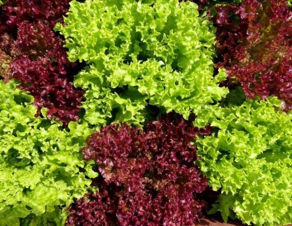 7 delicious, nutritious, and affordable foods dubbed 'natural insulin' that many eat daily without knowing