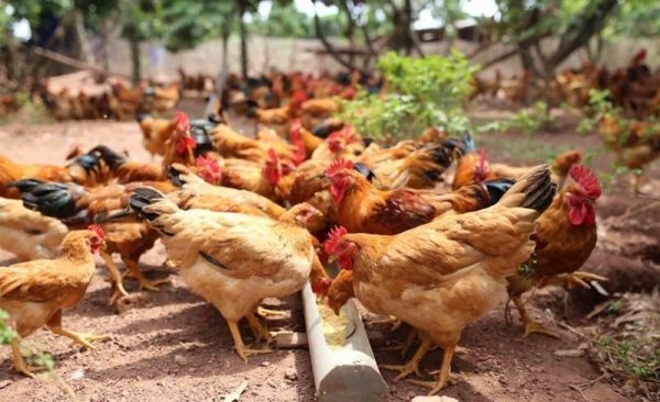 Hue City proactively prevents and controls animal diseases, protecting public health