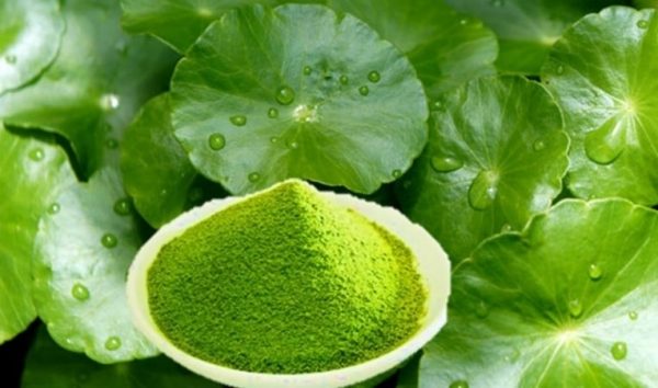Centella – Vietnamese people's "green ginseng": Easy to grow, super nutritious, and good for the liver and brain