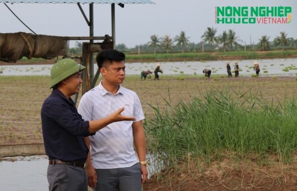 The arduous journey to secure an international "passport” for rice from Haiphong’s ragworm fields