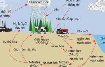 The role of nitrogen in crop growth