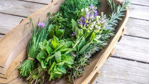 Top 5 culinary herbs that help reduce inflammation and boost heart health