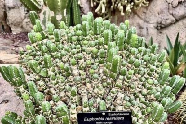 Euphorbia resinifera and resiniferatoxin: A potent pain-inducing compound