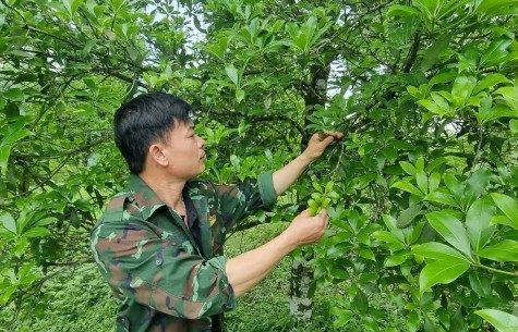 Propagating Star Anise Trees by Layering and Grafting