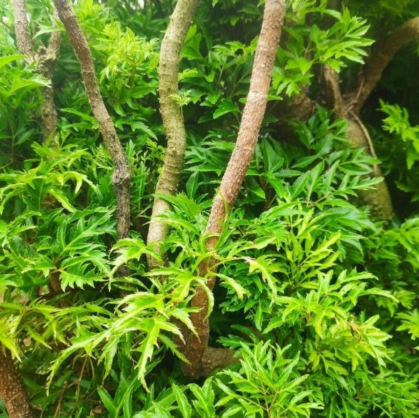 Ming aralia leaves can be eaten as a vegetable, but should not be overused