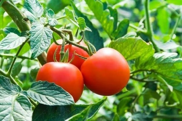 Tomato plant: Origins, characteristics, and culinary role