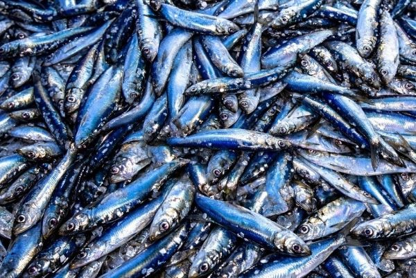 4 types of fish that are "Omega-3 powerhouses" to add to daily meals