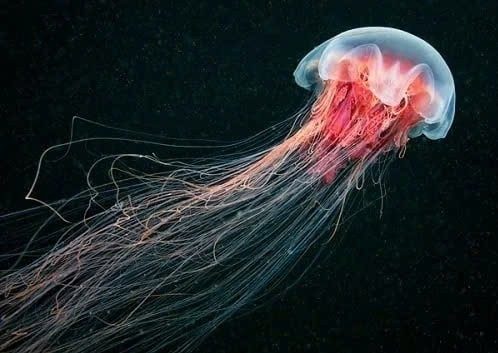 Quang Ninh warns of fire jellyfish appearing across multiple coastal areas.