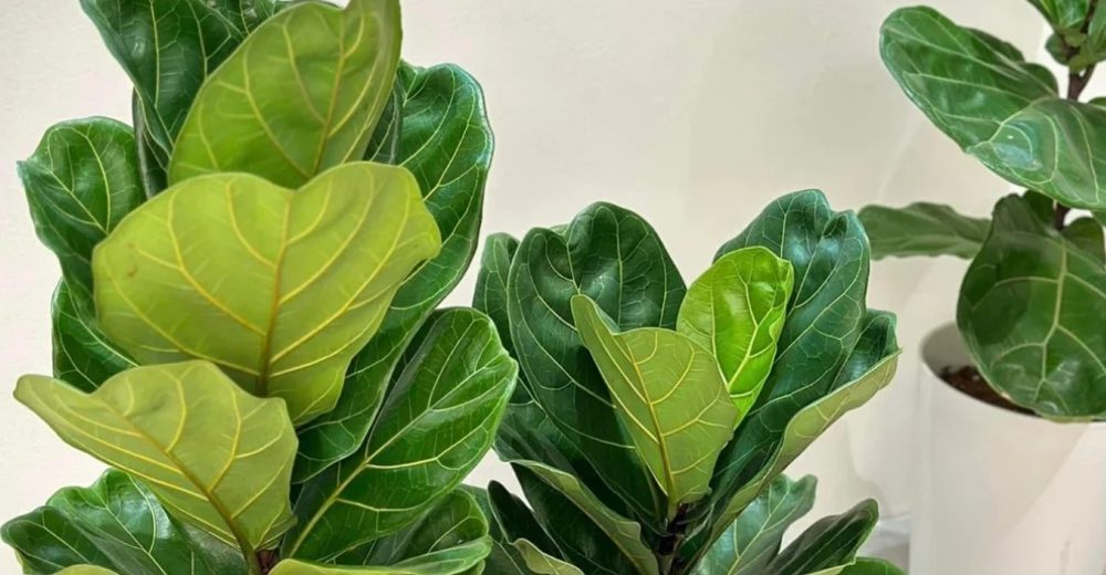 Fiddle-leaf fig: Characteristics, feng shui meaning, and planting guide to attract wealth