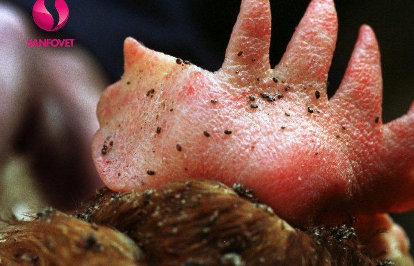 Poultry mites - the farmer's hidden enemy