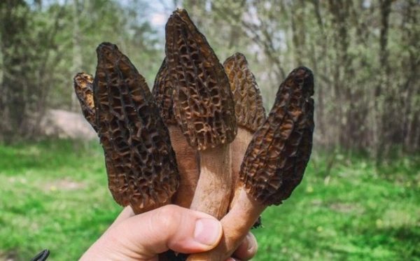 Morel Mushrooms: Characteristics, Nutritional Value, and Usage Precautions