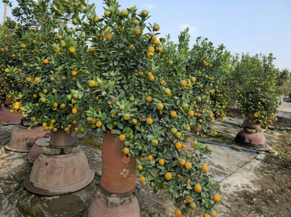 Caring properly for ornamental kumquat trees after Tet, bringing spring colors back every year