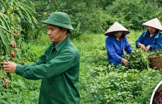Using organic production as a foundation to "awaken" the potential of Nghe An's arid land