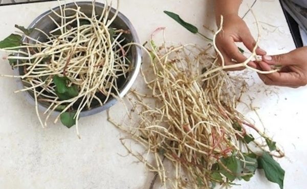 Fish Mint Roots: Benefits in Traditional Medicine and Culinary Preparation