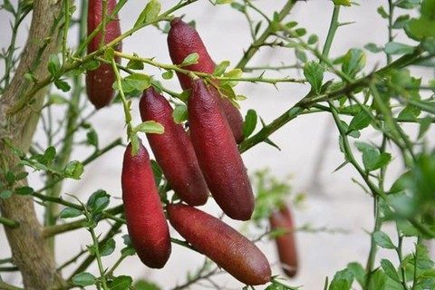 Australian finger limes: Characteristics and market development
