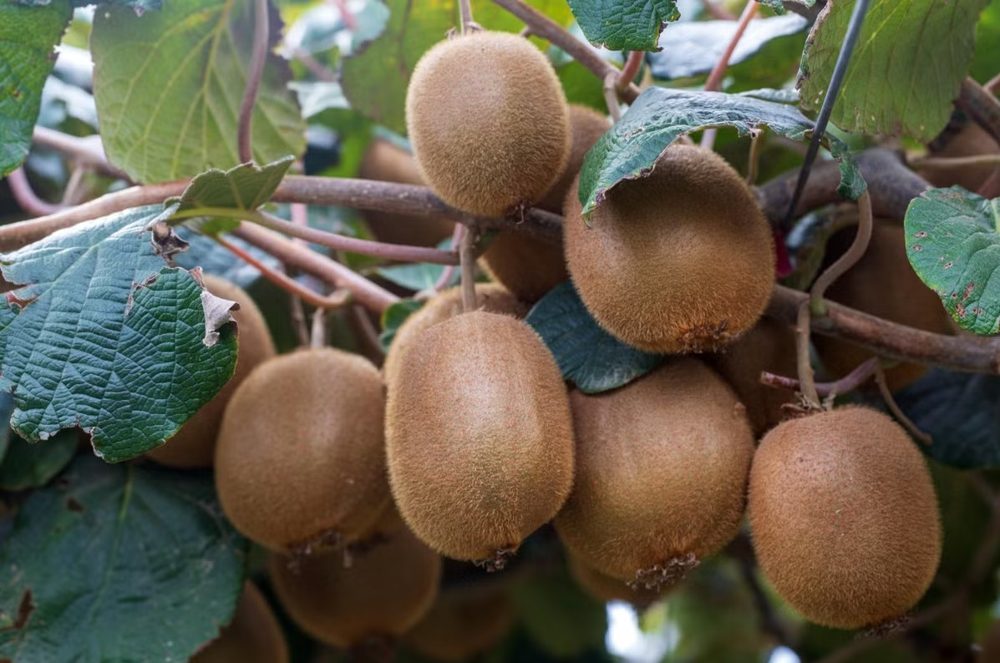 Kiwi: From wild plant to a fruit conquering the world