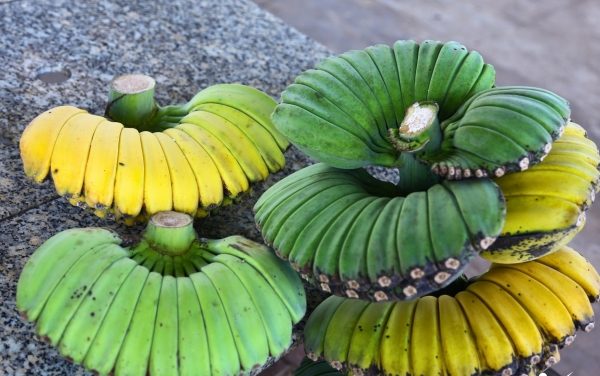 Buddha's hand bananas in Dong Nai cater to the Tet market