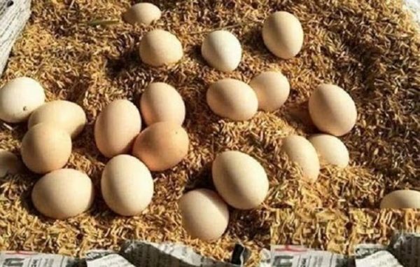 Keeping eggs fresh for longer without a refrigerator