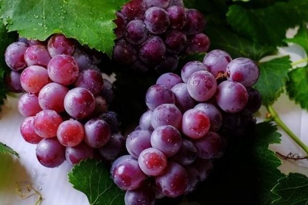 Does Eating Grapes Before Bed Help You Sleep Better?