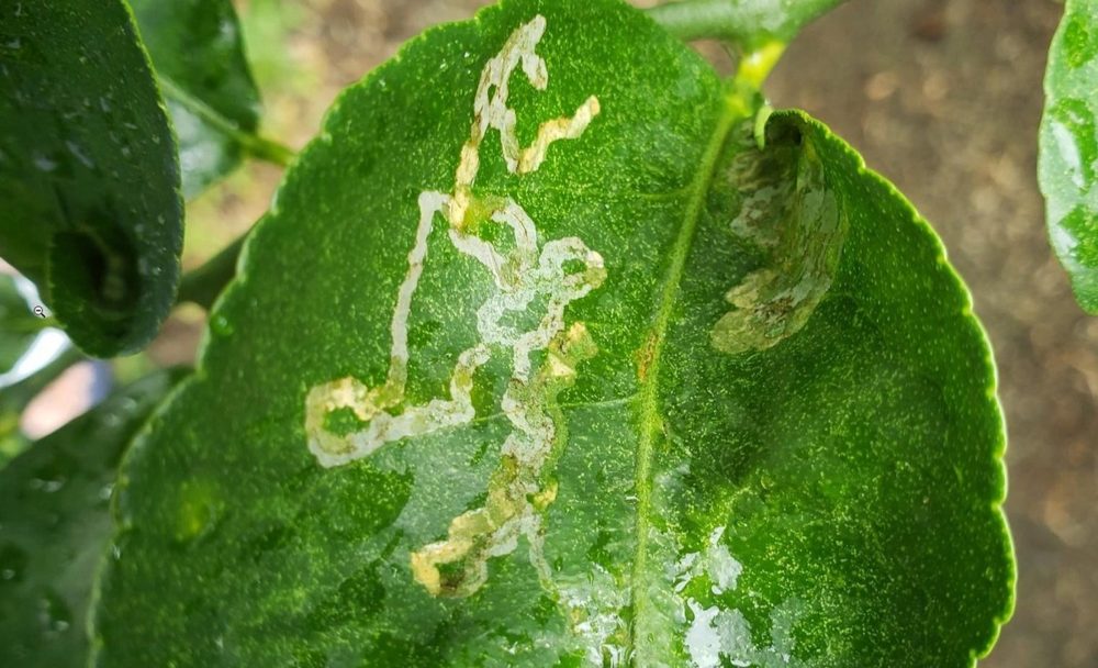 How to control leafminers to prevent damage to crops