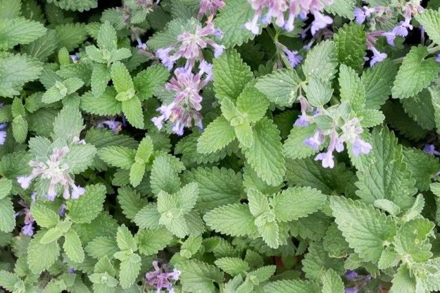5 plants that can keep mosquitoes away from your home