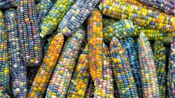 Secrets to preserving the crisp, sweet flavor of sweet corn