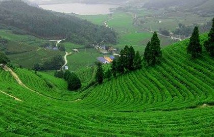 Discover famous tea-growing regions in Vietnam